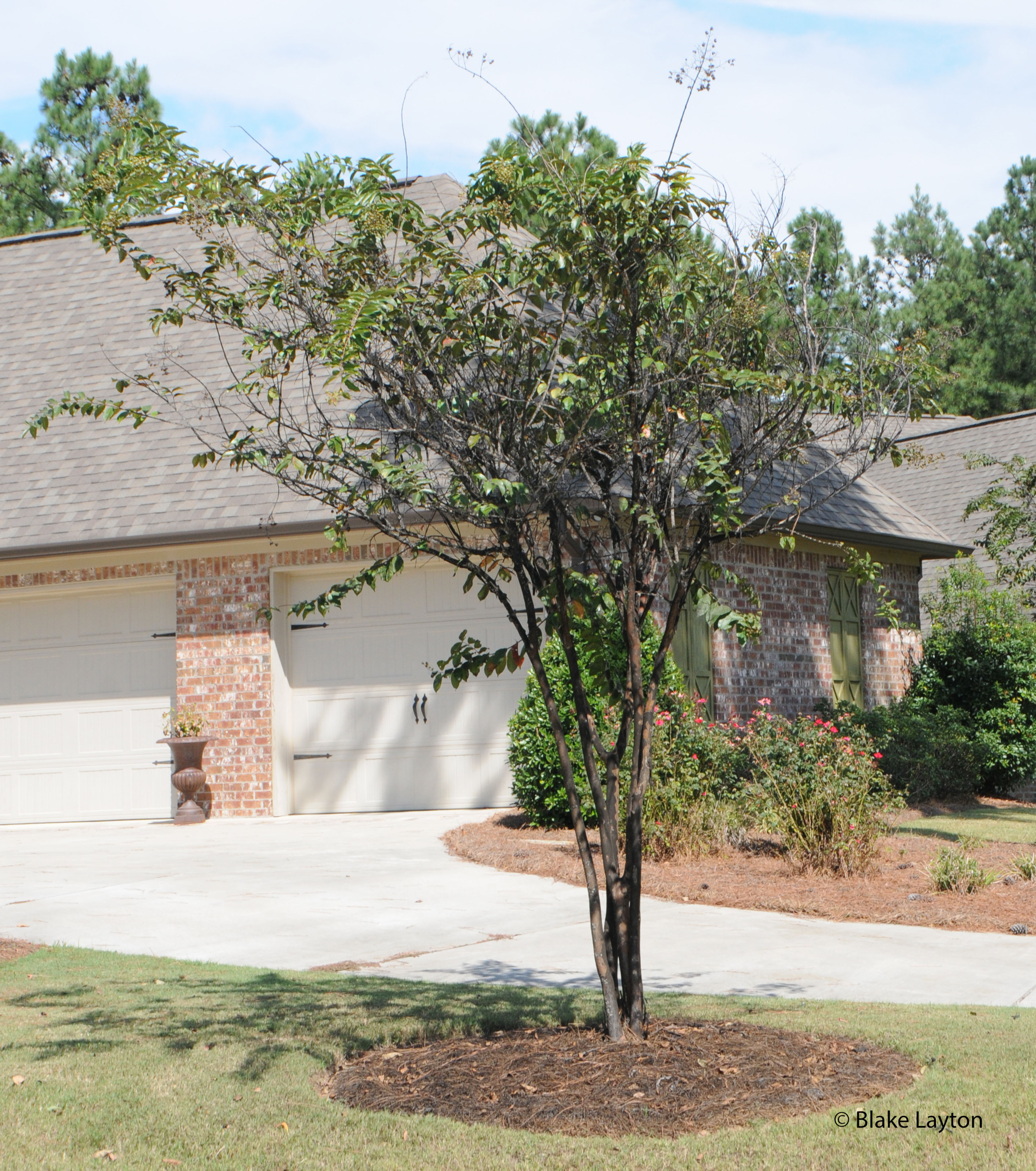 Crape Myrtle Bark Scale